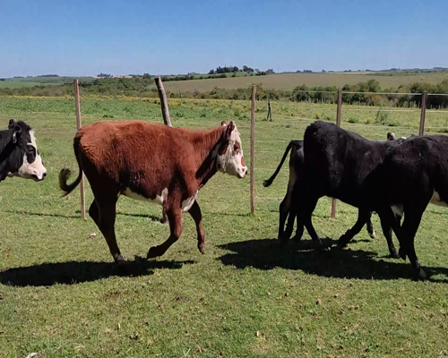 Lote (Vendido)17 Terneras 7 AA X HE,  3 HE,  2 NO,  1 A Y 4 RA X HE 215kg - , Colonia