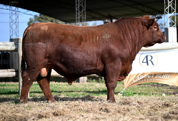Lote TOROS PUROS CONTROLADOS