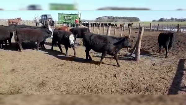 Lote 70 TERNS. HEMBRAS, PIROVANO, BS. AS.