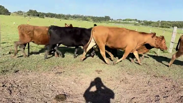 Lote VACAS ENTORADAS