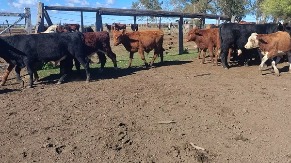 Lote 65 Terneros Britanicos en Col. Prosperidad, Córdoba