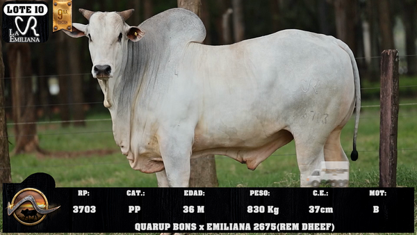 Lote LOTE 10