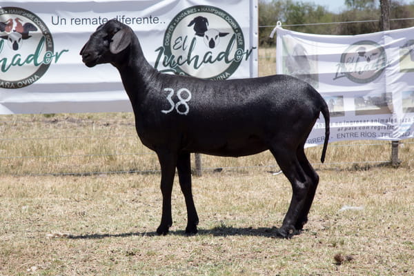 Lote OVINO STA. INES HEMBRA PPC