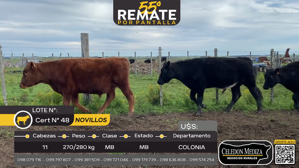 Lote 11 Novillos en Puntas del Rosario, Colonia