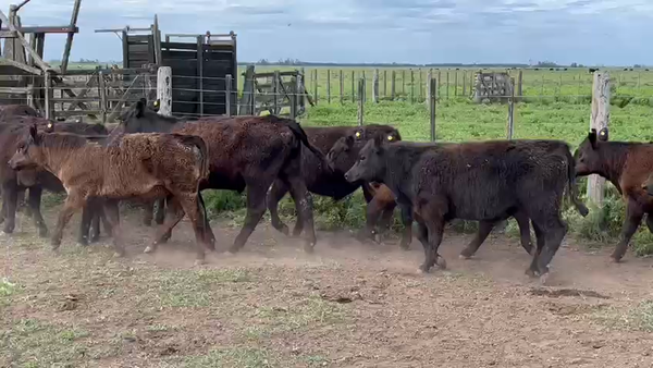 Lote 26 Terneros en UDAONDO, Buenos Aires