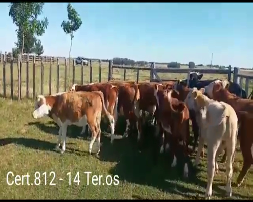 Lote TERNEROS