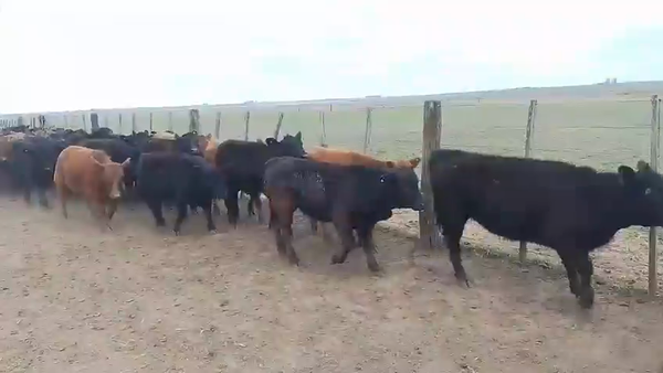 Lote 55 Terneros en Córdoba, Camilo Aldao