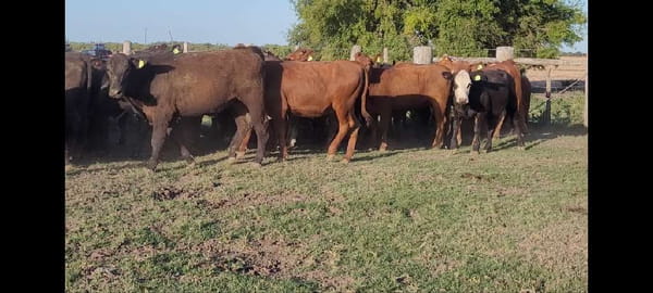 Lote 64 Vaquillonas en Entre Ríos, Villaguay