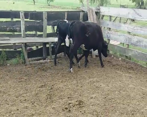 Lote (Vendido)2 Vaquillonas 1 a 2 años AA/ HO 340kg -  en COLONIA ARRUE