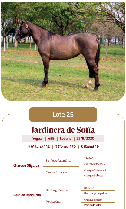 Lote LOTE 25