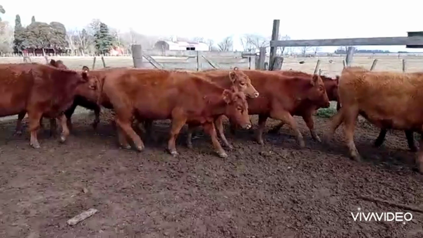 Lote 172 Vaquillonas C/ gtia de preñez en Cañuelas, Buenos Aires