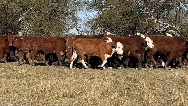 Lote 270 Terneros en Corrientes, Curuzú-Cuatiá