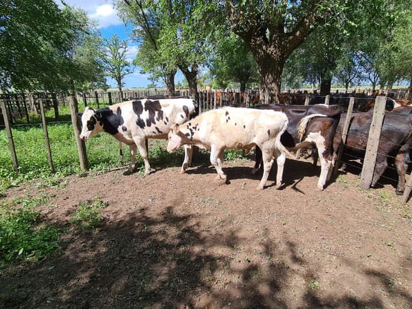 Lote 3 Novillitos en Gral. Lamadrid, Buenos Aires