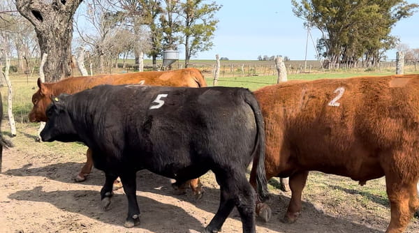 Lote CABAÑA EL DESTINO