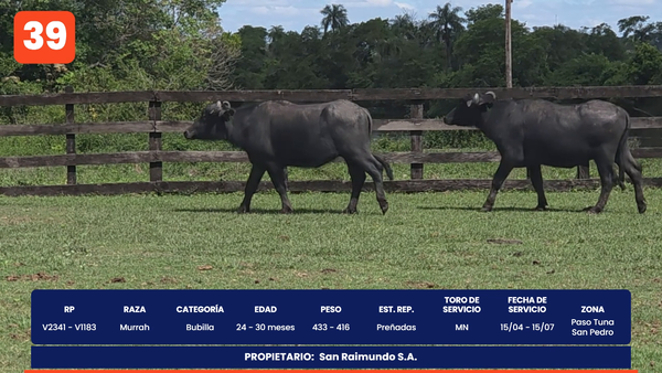 Lote LOTE 39