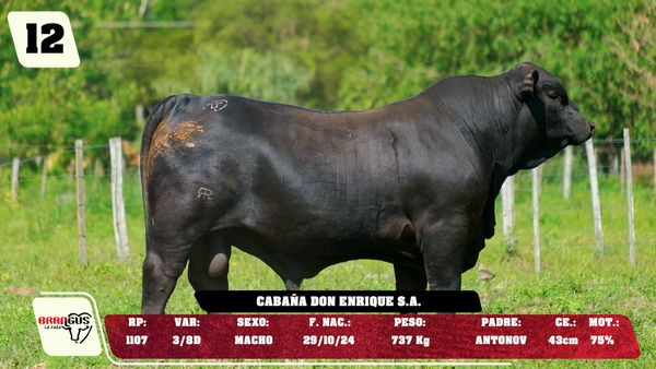 Lote LOTE 12 - DE CAMPO