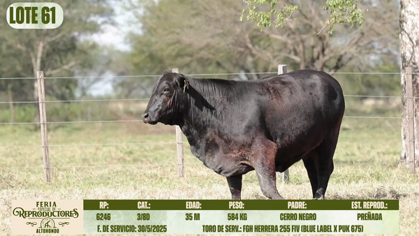 Lote LOTE 61