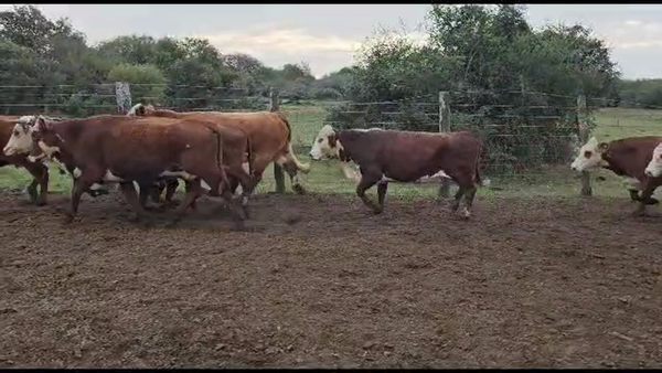 Lote 32 Vacas CUT preñadas Braford en San Justo, Santa Fe