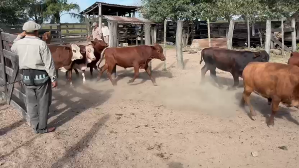 Lote 95 Novillitos en Chaco, Gral. San Martín