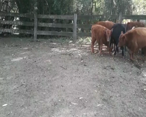 Lote Terneros y Terneras