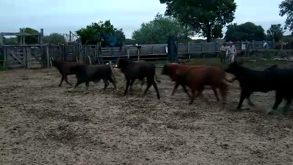 Lote 70 Terneros en Cote Lai, Chaco