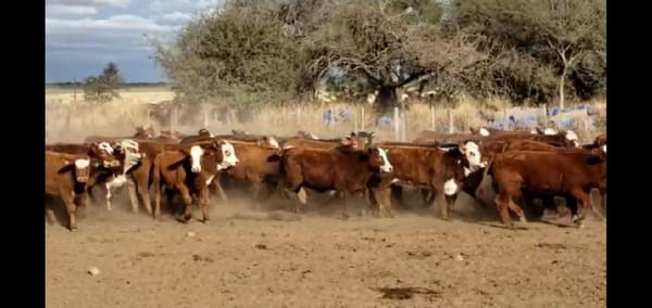 Lote 220 Terneras en San José de La Dormida, Córdoba