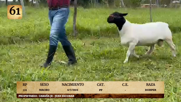 Lote LOTE 61- ELITE