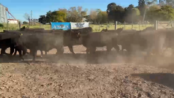 Lote 68 Terneros