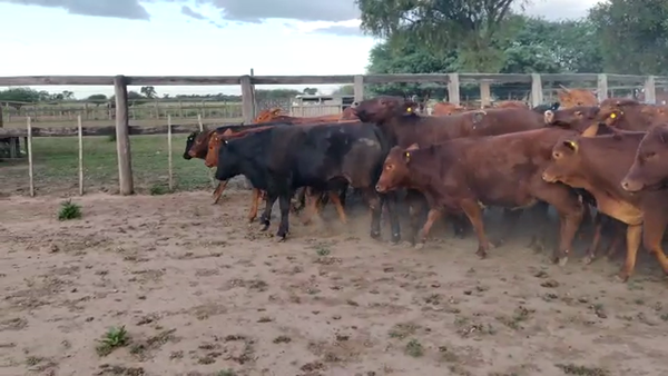 Lote 52 Terneros/as en Quimilí, Santiago del Estero