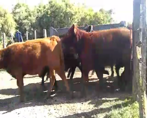 Lote 65 Terneros en Punta Indio, Buenos Aires