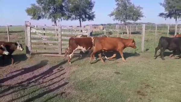 Lote 60 Terneros/as en Cañuelas, Buenos Aires