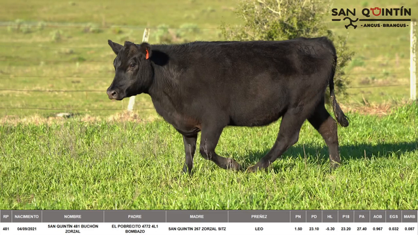 Lote VIENTRES PREÑADOS ABERDEEN ANGUS PI