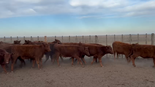 Lote 80 TERNS HEMBRAS, PEHUAJO, PCIA. DE BS. AS.