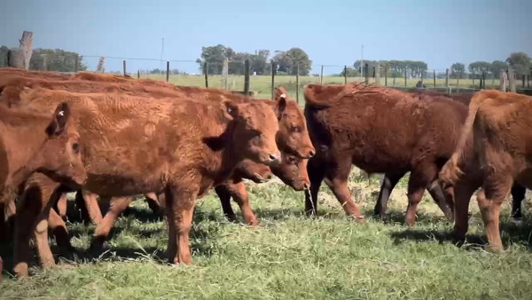 Lote 41 Terneros en Monte, Buenos Aires