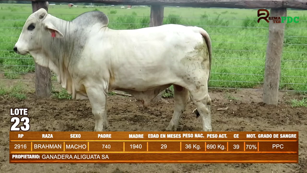 Lote TORO BRAHMAN - GANADERA ALIGUATA SA