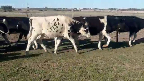 Lote 37 Terneros Holando