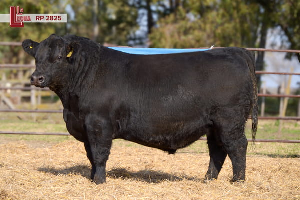 Lote TOROS ANGUS  PP