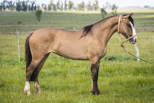 Lote DEL SILENCIO VENTOLERA