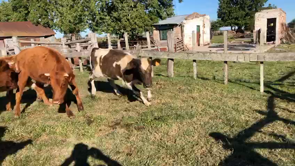 Lote 28 Terneras y Vaquillonas de Jorge Mentiguiaga