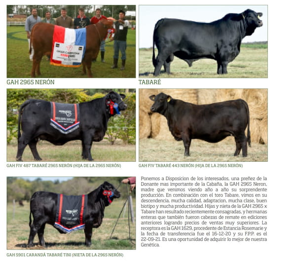 Lote Reproductores Altohondo - Lote 17