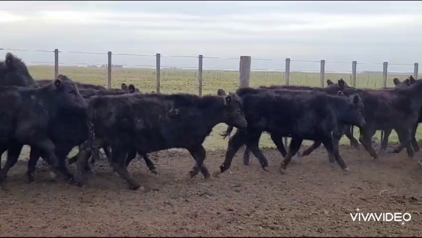 Lote 90 Terneros/as en Coronel Pringles, Buenos Aires