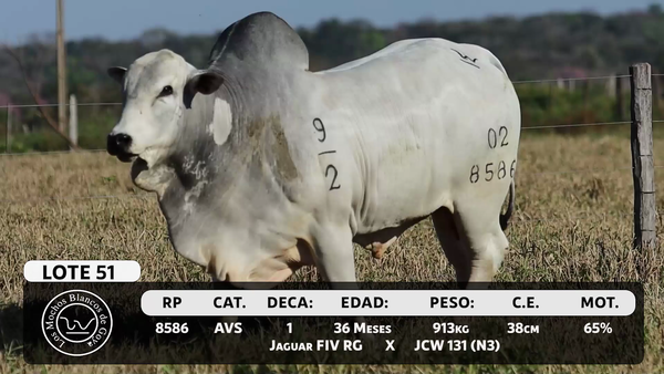 Lote LOTE 51