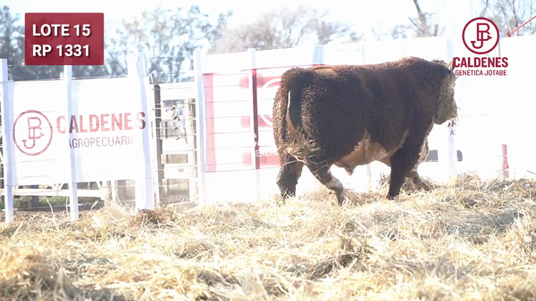 Lote Toro PR