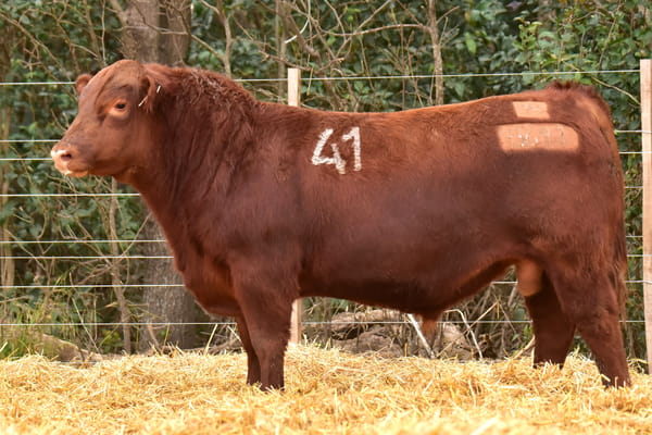 45641 — TOROS ANGUS PC