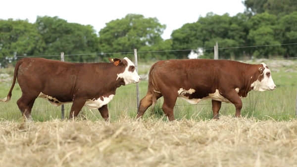 Lote Vaquilla Para Servicio