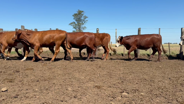 Lote 70 Novillitos