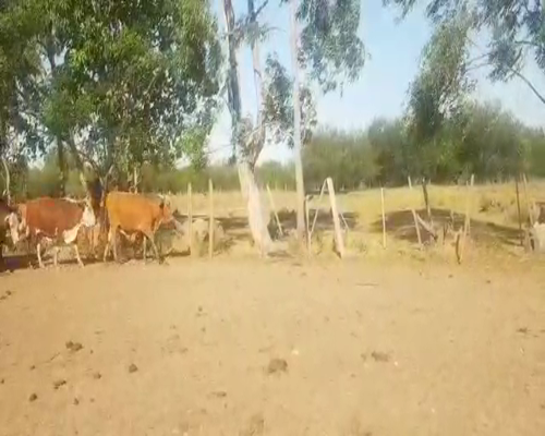 Lote 50 Novillos en Santo Tomé, Corrientes