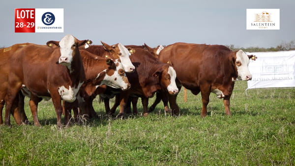 Lote LOTE 28/29 - VAQUILLAS BRAFORD PLANTELERAS SEÑAL ´18 PREÑADAS IATF