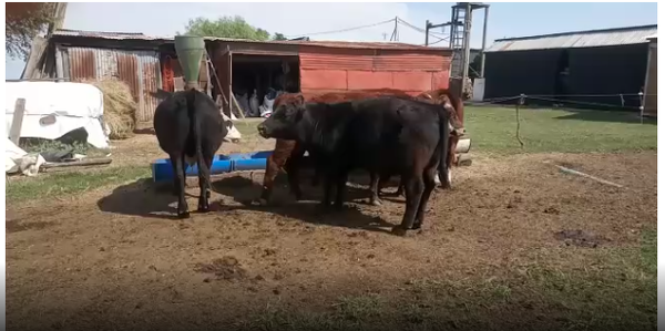 Lote 7 Novillos en San José