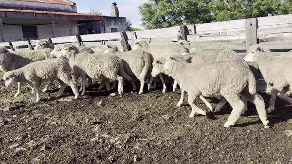  OVEJAS PIEZAS DE CRIA
